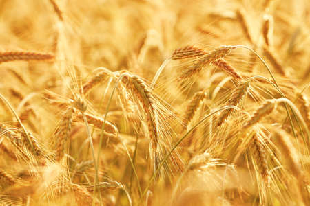 photo of golden wheat field and sunny day