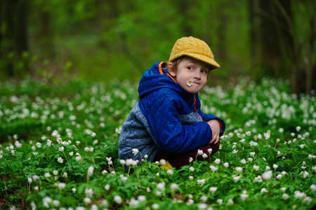photo of little boy in spring forest with many flowersの写真素材