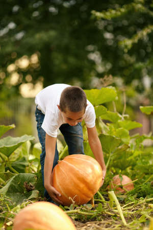 little funny boy with pumpkin in autumn gardenの写真素材