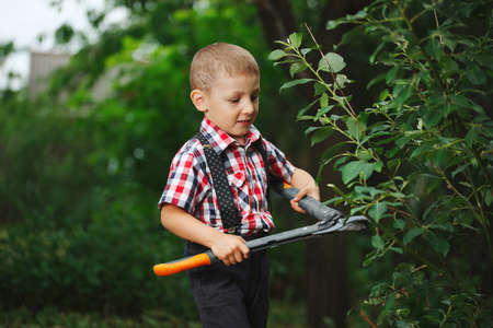 boy cuts off branches of the shrub shearsの写真素材