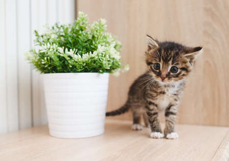cute kitten with flowerpotの写真素材