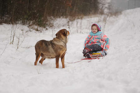 dog rolls little girl on sledの写真素材