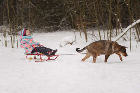 dog rolls little girl on sledの写真素材