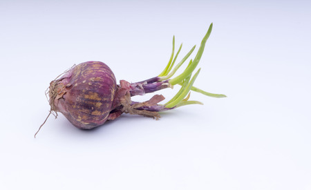 Closeup of ripe onion with selective focus.の写真素材
