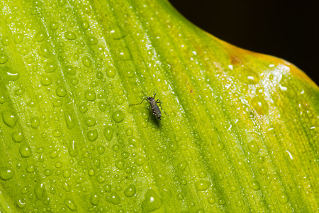Closeup of mosquito on green leaf. Selective focus and crop fragment.の写真素材