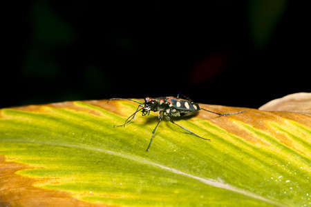 Closeup of asparagus beetle on green leaf. Selective focus and crop fragment.の写真素材