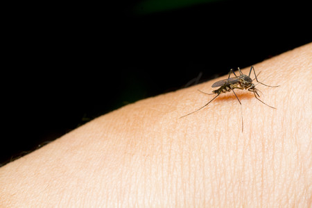 Closeup of mosquito on human skin. Selective focus and crop fragmentの写真素材
