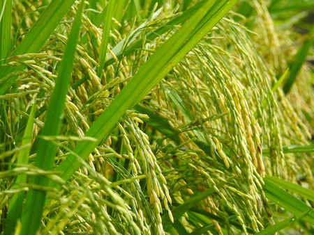 Closeup of green paddy field at Kuala Selangor, Malaysia. Selective focus and crop fragment.の写真素材
