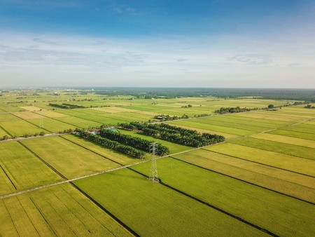 Selangor, Malaysia- November 15, 2017: Aerial view of paddy field at Sungai Sireh, Kuala Selangor.のeditorial素材