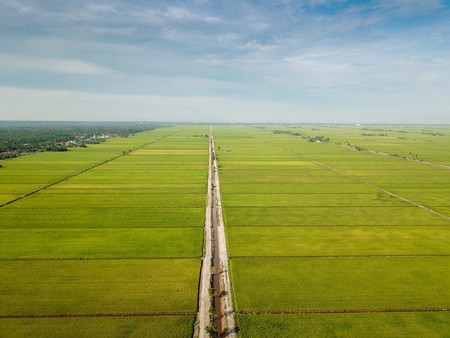 Selangor, Malaysia- November 15, 2017: Aerial view of paddy field at Sungai Sireh, Kuala Selangor.のeditorial素材
