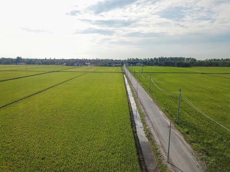 Selangor, Malaysia- November 15, 2017: Aerial view of paddy field at Sungai Sireh, Kuala Selangor.のeditorial素材