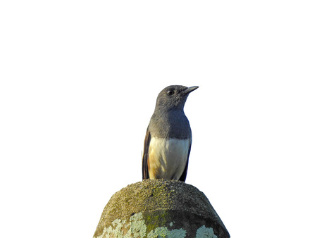 Oriental magpie robin (Copsychus saularis) isolated on white backgroundの写真素材