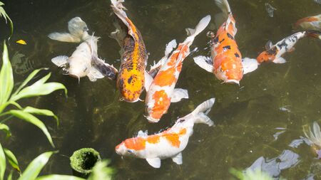 Colorful fancy carp fish or koi fish in ponds garden. Selective focusの写真素材