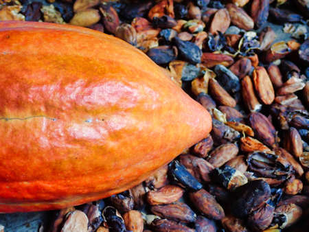 Cocoa fruit close up with selective focusの写真素材
