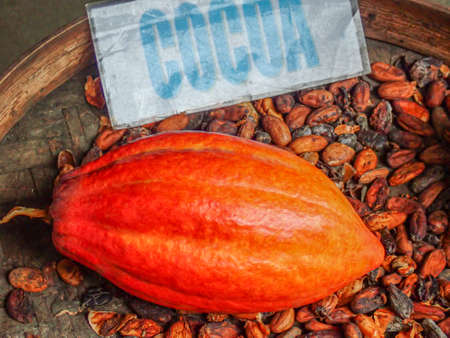 Cocoa fruit close up with selective focusの写真素材