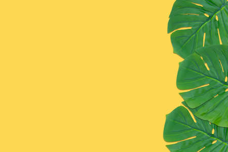 Monstera leaves summer on yellow background. Copy space concept and top viewの写真素材