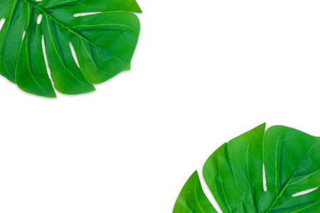 Monstera leaves summer on white background. Copy space concept and top viewの写真素材