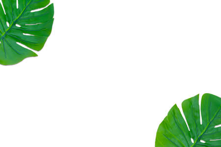 Monstera leaves summer on white background. Copy space concept and top viewの写真素材