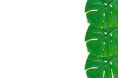 Monstera leaves summer on white background. Copy space concept and top viewの写真素材