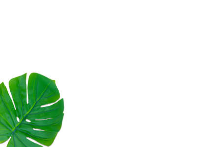 Monstera leaves summer on white background. Copy space concept and top view