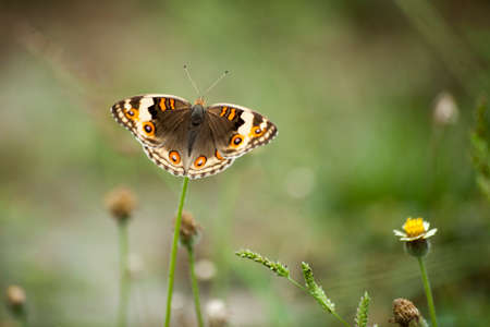 butterflyの写真素材