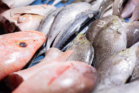 A variety of marine fish to be ready to be processed into the main food