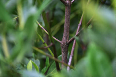 Mangrove Tree of Mangrove Forest. Mangrove planting activities at Lantebung, Makassar. Indonesia