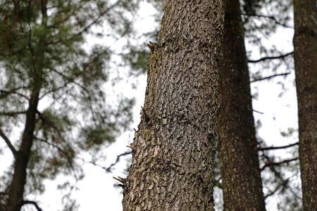 Tree bark texture. Wood surfaces and patterns in the woodsの写真素材