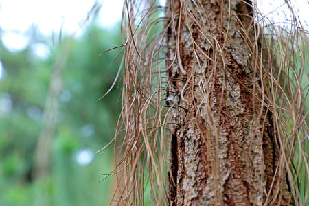 Tree bark texture. Wood surfaces and patterns in the woods