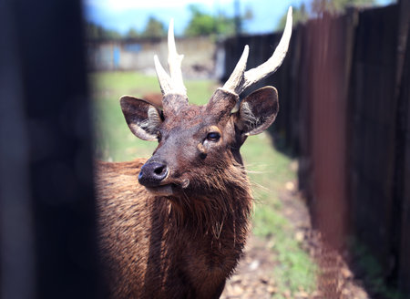 Sambar deer in the zoo, Indonesia, south east asiaの写真素材