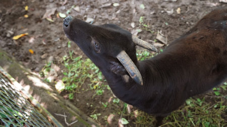 Close up of a anoa in the park, Indonesiaの写真素材