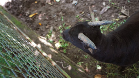 Anoa hand in the cage. Close-up. Selective focus.の写真素材