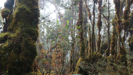 Rainforest in Gandang Dewata National Park, Mamasa, Indonesia