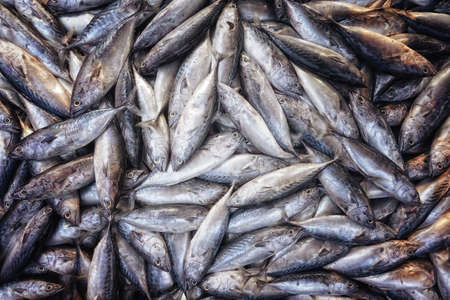 Tuna