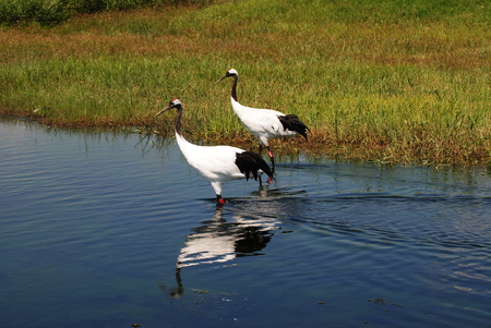 Cranes reflaction in the waterのeditorial素材