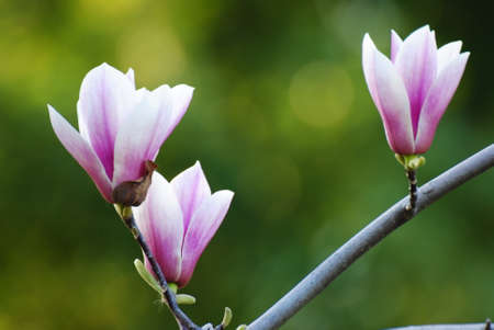 flowers in springの写真素材