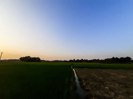 Indian village agriculture land, green trees shadow and beautiful sky at the sunset time.