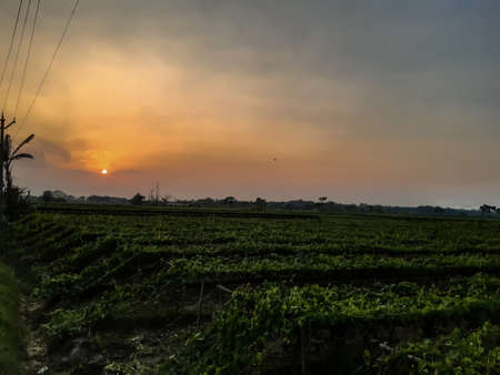 Sunset time Indian village agriculture land, green field and sunlight and cloud sky.