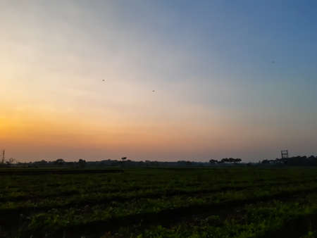Indian village agriculture field at sunset time, blue color sky with yellow color clouds.の写真素材