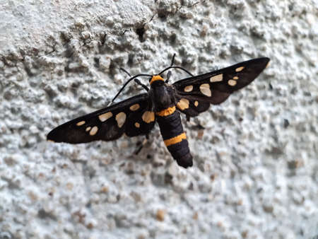 Black color butterfly sitting on the ground and color black and yellow.