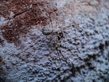 The gray spiders on the walls and the walls are white, the spiders have 6 legs.