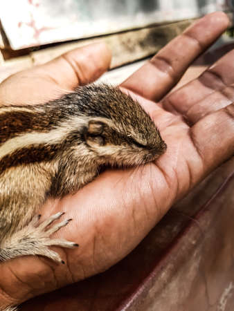 How to care for baby squirrel. The squirrel has fallen from the tree and has been healed and is being weaned.の写真素材