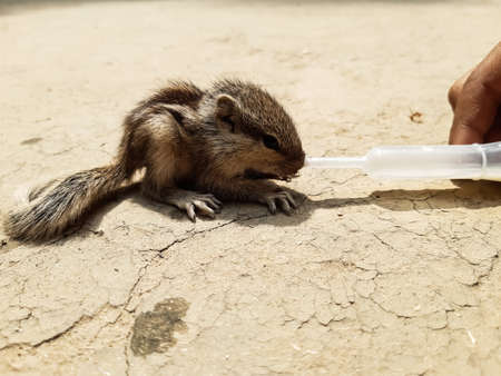 Baby squirrel sitting on the ground and eat milk, breastfeeding using a tube.の写真素材