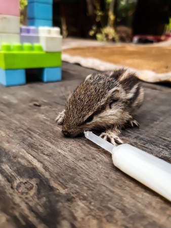 Baby squirrel siting on the table and eat milk, breastfeeding using a tube.の写真素材