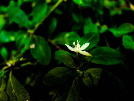 White grass flower on the green tree and green background, this is the agriculture field.の写真素材