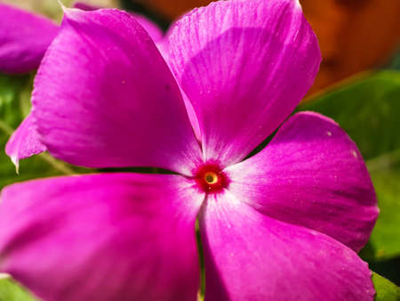Pink color flower on the green tree and green background in the park.の写真素材
