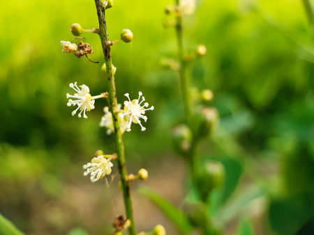 White color grass flower on the green grass trees and green background in the agriculture land.の写真素材