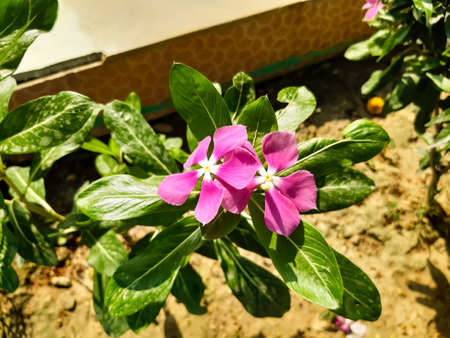 Pink color flower on the green tree and white background, in front of the room.の写真素材
