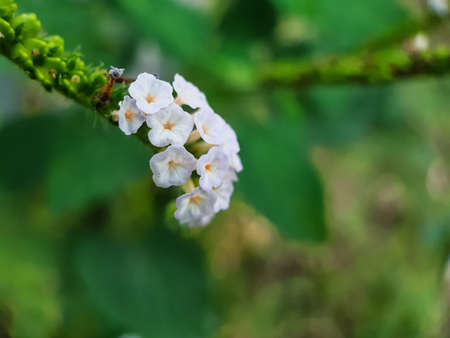 White color grass flower on the green tree and green background in the garden.の写真素材