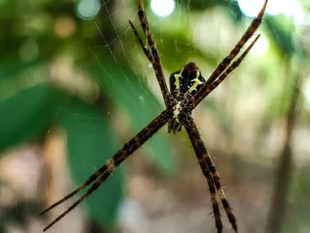 Gray color spider stan on the web and green background in the garden and very good environment.の写真素材